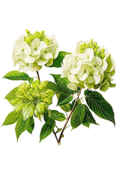 OEM Decorative Sticker, Hydrangea Flower, Green