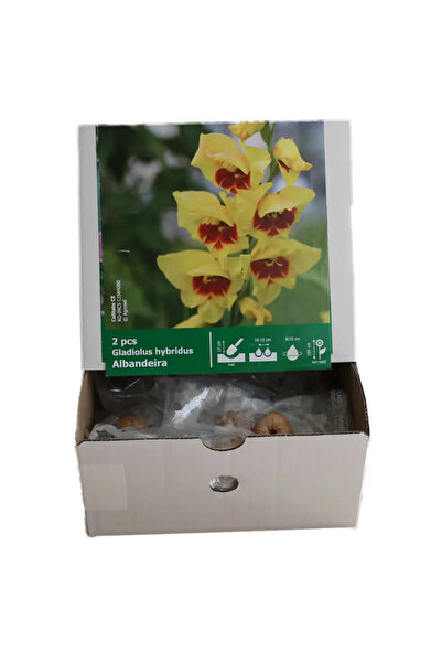 OEM Λαμπτήρες gladiolus Albandeira χύμα