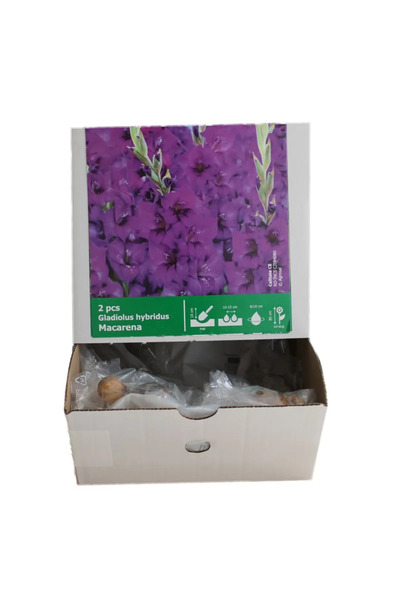 OEM Βολβοί γλαδιόλας χύμα Macarena