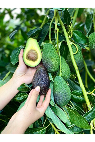 ANAMUR DALINDAN 10 Adet Hass Avokado