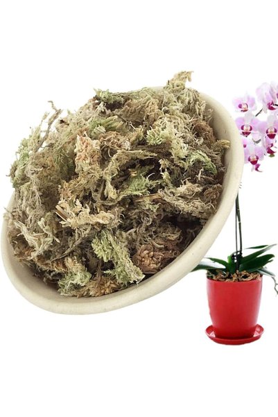 OSKARYUM Canlı Sphangnum Peat Moss Orkide Toprağı Kaliteli Taze Yeşil Ürün 1 LT