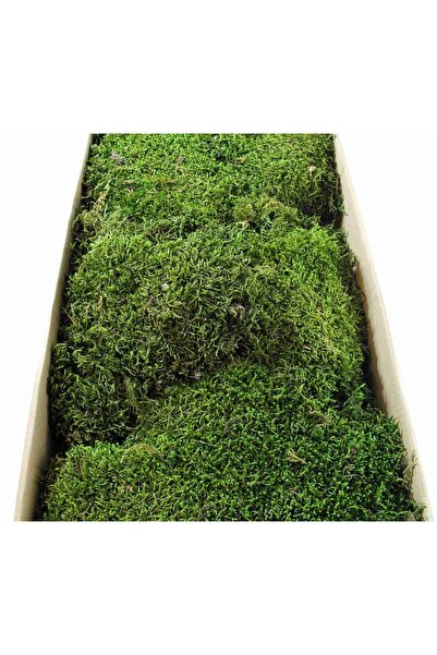 OSKARYUM Canlı Sphangnum Peat Moss Orkide Toprağı Kaliteli Taze Yeşil Ürün 1 LT