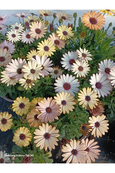 damla su çiçek Bodrum papatyası fidani