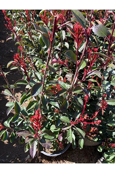 Smargat Bodur Alev Çalısı-Alev Bitkisi (Pyracantha) 80-100 CM