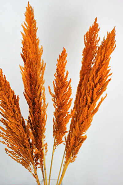 TROYA Kuru Çiçek, Pampas, Doğal Çiçek Turuncu 15 Adet 120 Cm