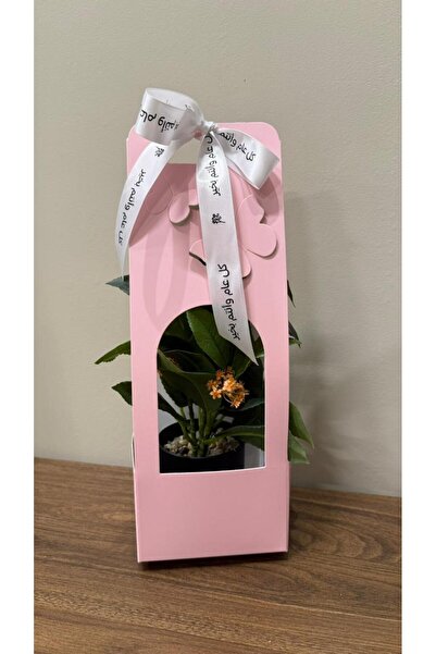 Gifts World توزبعات العيد والمناسبات شجر صناعني زينة صغير مع حامل كرتوني ملون وشريطة