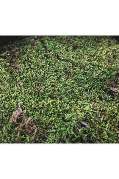 OSKARYUM Canlı Yosun, Kaya Yosunu, Doğal Yosun (25*25 Alanı Kaplar)