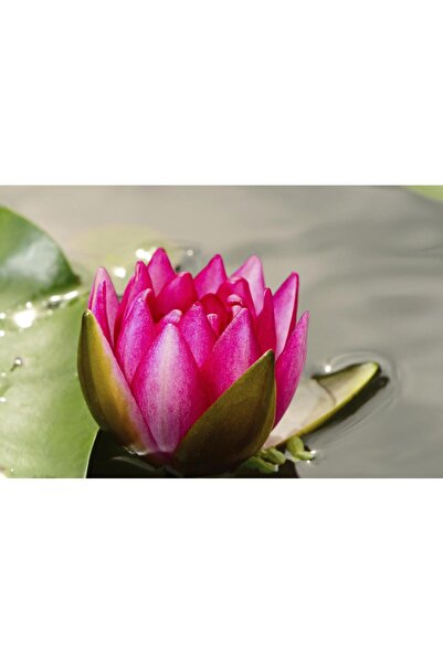 variegataseeds water lily nilüfer tohumu Pembe 10 adet