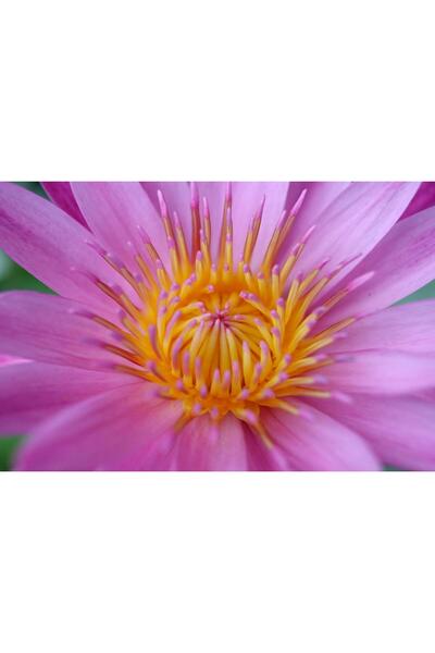 variegataseeds water lily nilüfer tohumu Pembe 10 adet