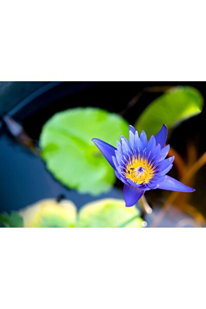 variegataseeds Water lily nilüfer tohumu mavi 10 adet