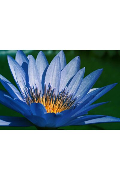 variegataseeds Water lily nilüfer tohumu mavi 10 adet