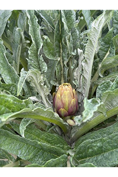 KÖKTEN PREMİUM enginar taze bebek enginar 15 li aydın Gölhisardan