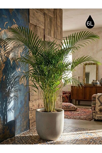 Store Gri Beton saksı 6L 24x24