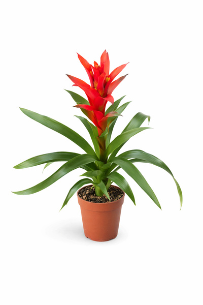 Ernaz Bitki Dünyası Guzmanya (Guzmania) Masa Boyu 13 cm Saksı - Rastgele Renk...
