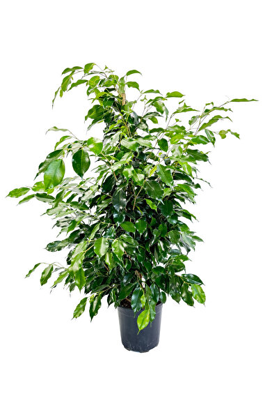 ERNAZ Ficus Benjamin Danielle Yeşil Yapraklı | 27 cm Saksı | 140-150 cm Dekor...