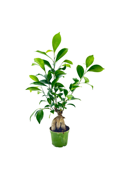 ERNAZ Ficus Ginseng Bonsai Masa Boy | 30-40 cm Dekoratif Canlı Bonsai Salon B...