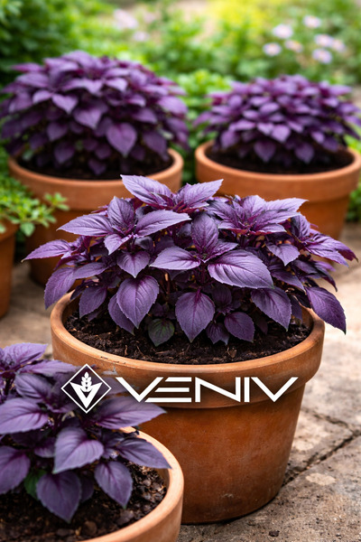 VENİV 20 Adet Mor Fesleğen