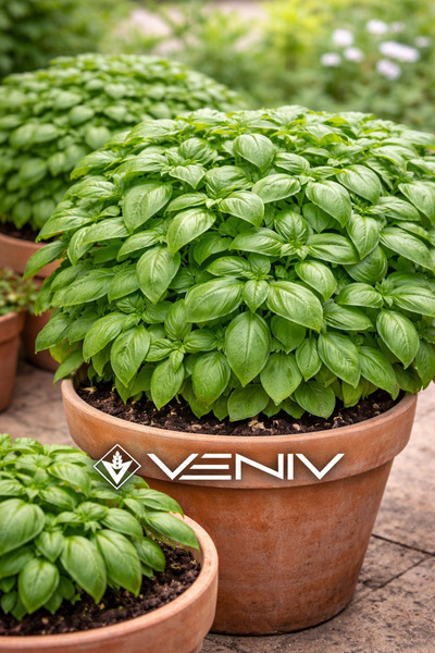 VENİV 20 Adet Fesleğen Tohumu- Yoğun Aroma&Yeşil Yapraklar