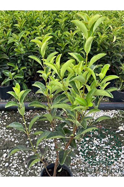 YILDIZ BOTANİK Parlak Yapraklı Kartopu Fidanı Çit Bitkisi Viburnum Lucidum 60-70 CM