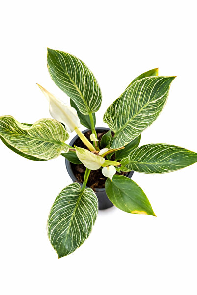 Ernaz Bitki Dünyası Philodendron Birkin İç Mekan Bitkisi | 12 Cm Saksıda Masa...