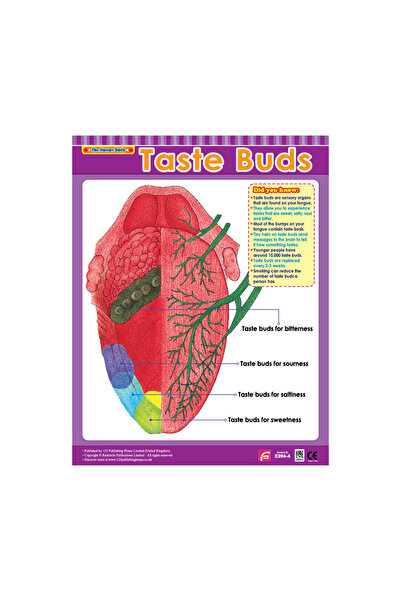 123Publishing House براعم التذوق - لوحة جدارية باللغة الإنجليزية