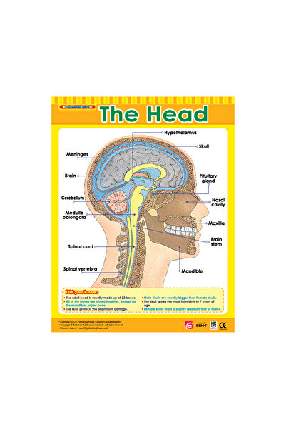 123Publishing House لوحة جدارية بعنوان "الرأس" باللغة الإنجليزية