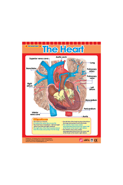 123Publishing House القلب - لوحة جدارية باللغة الإنجليزية