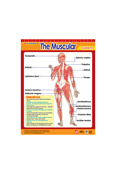 123Publishing House لوحة جدارية عضلية باللغة الإنجليزية