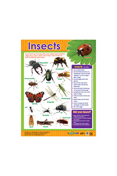 123Publishing House الحشرات - لوحة جدارية باللغة الإنجليزية