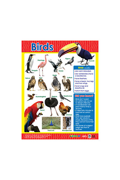 123Publishing House الطيور - لوحة جدارية باللغة الإنجليزية