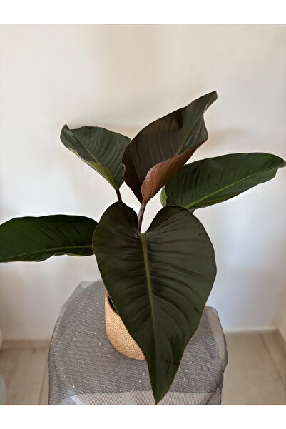 AGAPI Kırmızı filodendron- Philodendron ‘Rojo Congo'- Salon bitkisi 60-70 CM ...