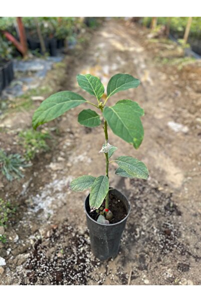 Tropik Dükkanım Avokado Fidanı Aşılı (Tüplü) Pinkerton