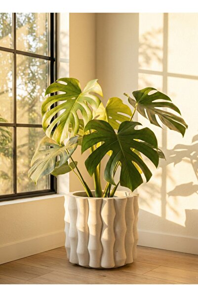 Store Bambu Beton Saksı 5L - Dekoratif Modern Büyük Saksı – İç Mekan Salon Of...