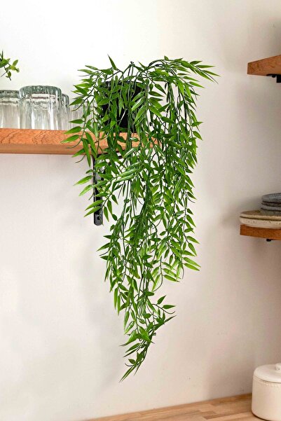 moontime alaçatı Siyah Saksıda Ruscus Sarkan Çiçek, Dekoratif Bitki, Havalı S...