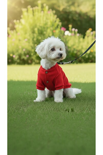 PATİLİNKA Kedi - Köpek Kaşkorse Esnek Mevsimlik Ceket - Mont - Yağmurluk - Ye...