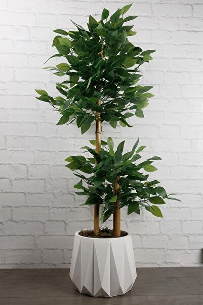 moontime alaçatı Canlı Yeşil Beton Saksıda Bambu Gövdeli Benjamin Bitkisi 105 cm