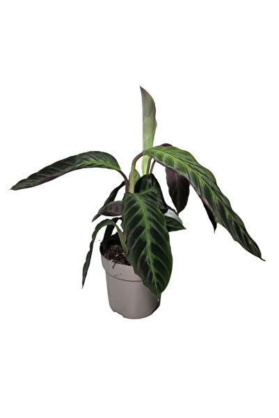 ERNAZ Calathea Warscewiczii (Jungle Velvet) | Kadife Yapraklı Salon Bitkisi |...