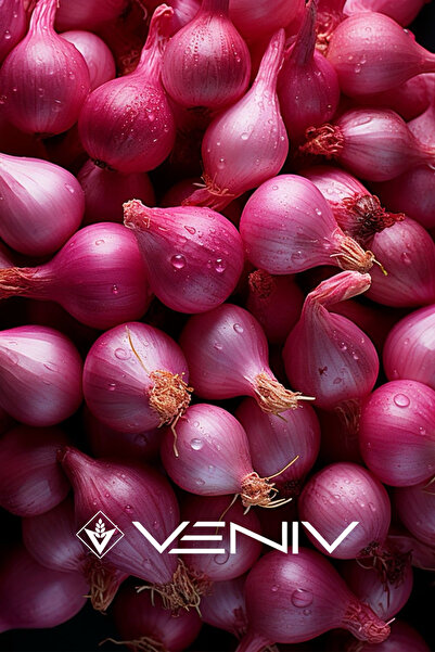VENİV 90 Adet Mor Soğan Tohumu