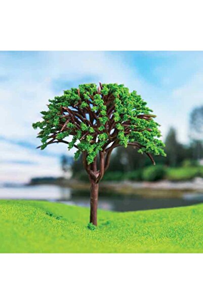 Jordania Eshel 4 Cm. 3'lü Mantar Ağacı