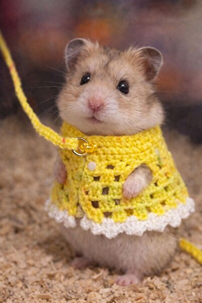 Berliva Home Hamster Örgü Elbise – Gezdirme Tasmalı Kemirgen Kıyafeti Sarı