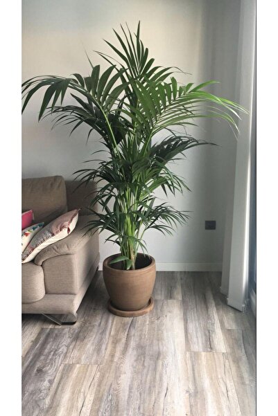 PMA PEYZAJ ARECA SALON PALMİYESİ