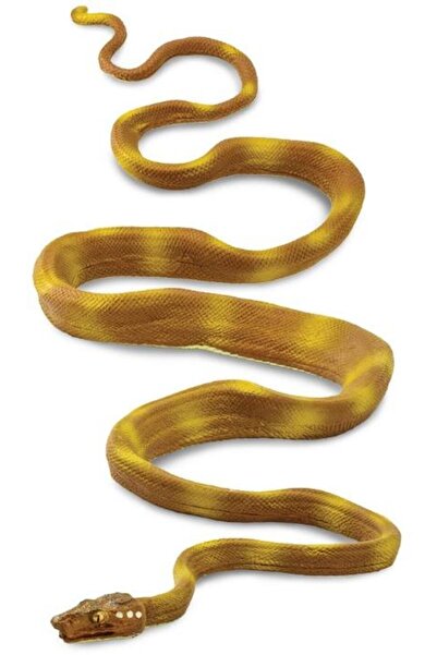 Safari Amazonian tree boa