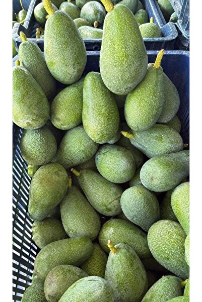 Hiranın Bahçesi 1 Kg Avokado
