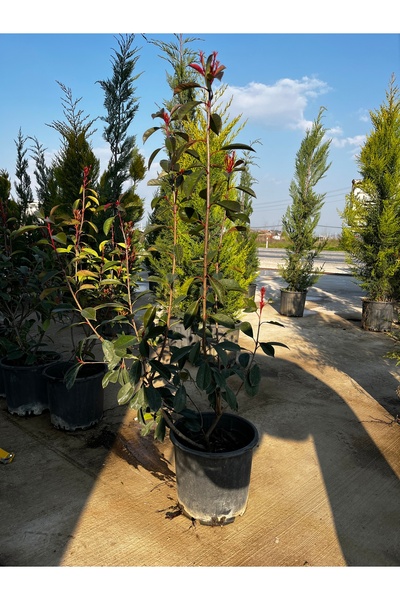 ERG Peyzaj Alev Çalısı - Photinia × fraseri 'Red Robin'