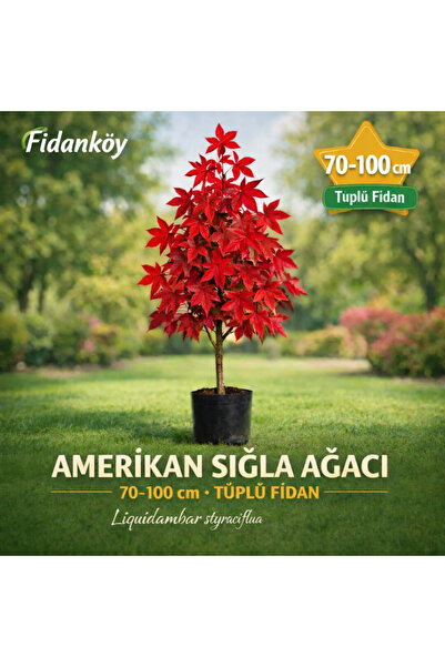 FİDANKÖY Amerikan sığla ağacı tuplu 70/100 cm