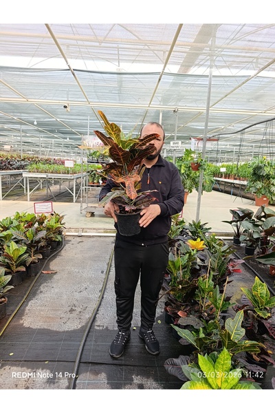 bitkidünyam Kraton Croton Excellent 17 cm Saksılı Renkli Yapraklı Dekoratif S...