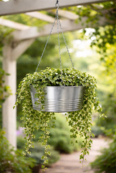 Binbirreyon Askılı Metal Saksı Galvanizli Çelik Saksı 27x59cm AH175