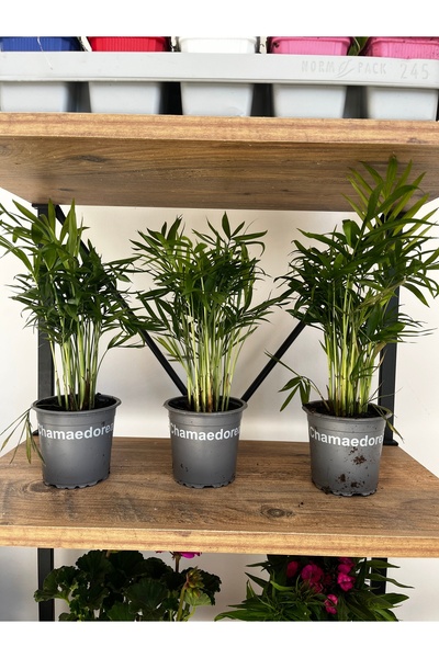 ERG Peyzaj Dağ Palmiyesi