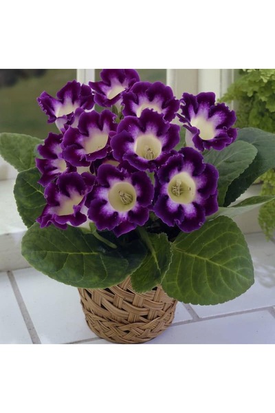 Miracle Garden Gloxinia Hollywood