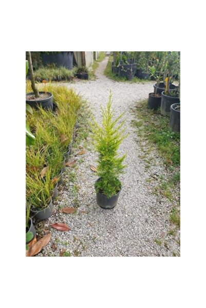 Fidan & Peyzaj Fidan&Peyzaj -Limoni Servi / Limon Çamı Fidanı(40 - 50 cm./1 Yaş)